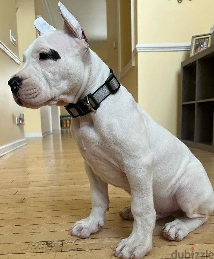 Whatsapp Me +966583921348 Dogo Argentino Puppies 1