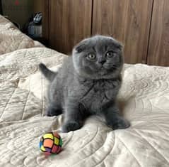 Scottish Fold Kitten