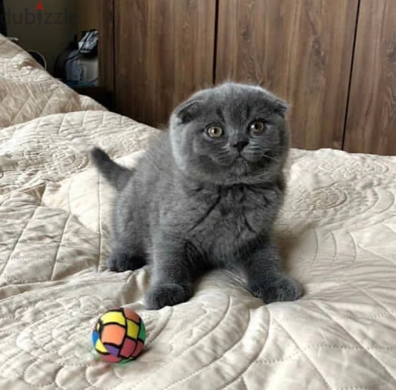 Scottish Fold Kitten 0