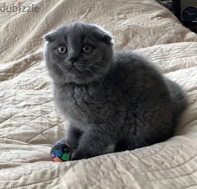 Scottish Fold Kitten 1