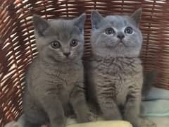 British shorthair Kitten 0