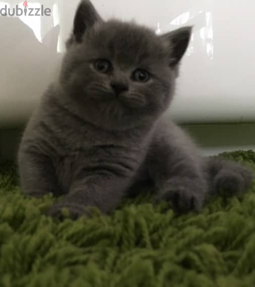 British shorthair Kitten 1