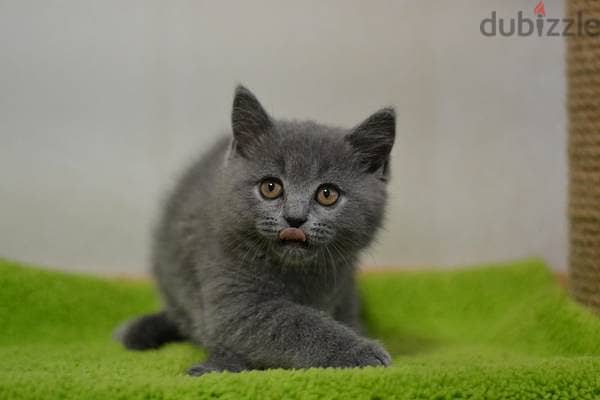 British shorthair Kitten 2