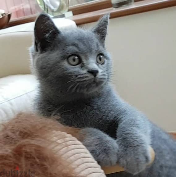 British shorthair Kitten 3