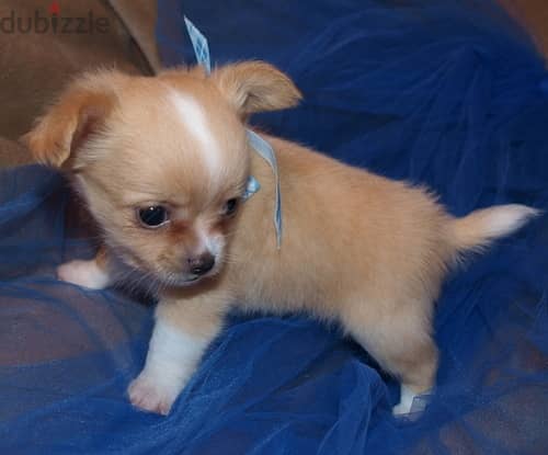 Whatsapp Me +966588993320 Chihuahua Puppies 1