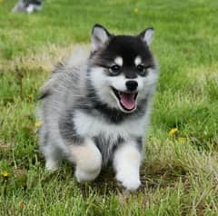 Whatsapp Me +966583921348 Pomsky Puppies