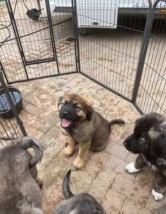 Whatsapp Me +966588993320 Caucasian Shepherd Puppies 0