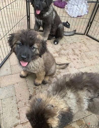 Whatsapp Me +966588993320 Caucasian Shepherd Puppies 1