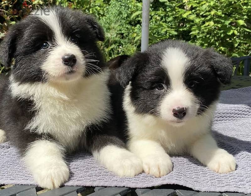 Whatsapp Me +972555074990 Border Collie Puppies 1