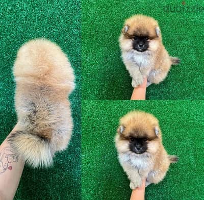 Male Pomeranian . WHATSAPP ME  +1(484)718‑9164‬