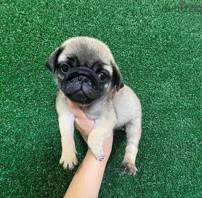 Trained Pug puppy