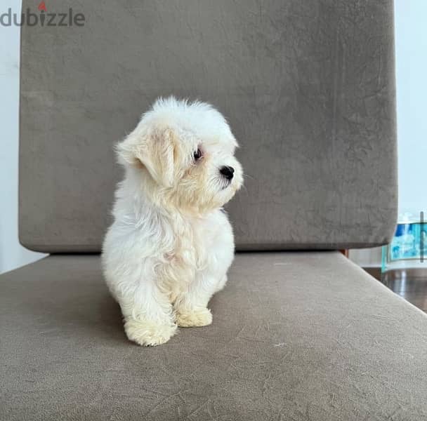 Male Maltese 0