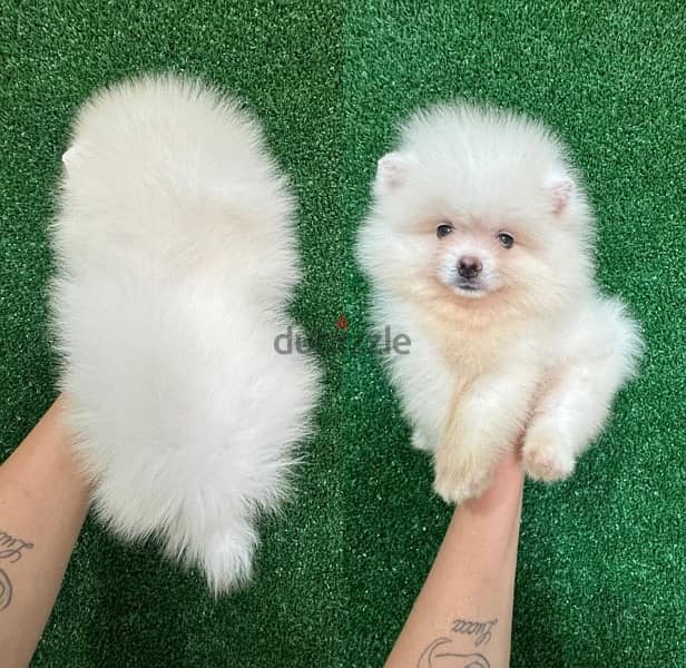 Playful PoMeranian for sale 0