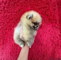 Trained PoMeranian . WHATSAPP +1 (484),718‑9164‬