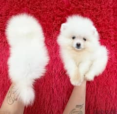 Girl PoMeranian . WHATSAPP +1 (484),718‑9164‬