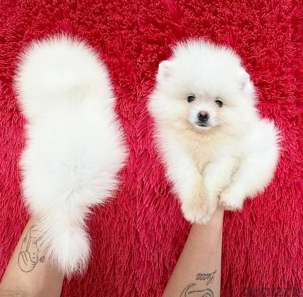 Girl PoMeranian . WHATSAPP +1 (484),718‑9164‬ 0