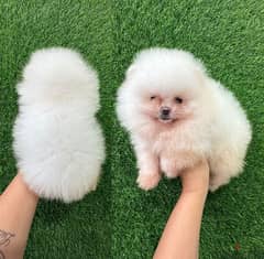 White Male PoMs . WHATSAPP +1 (484),718‑9164‬