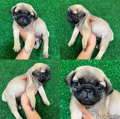 Pug for sale 0