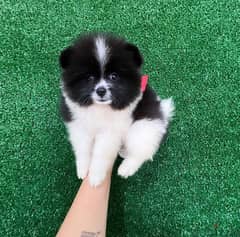 Pomeranian Puppy. WHATSAPP +1 (484),718‑9164‬