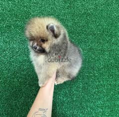 Trained PoMeranian . . WHATSAPP +1 (484),718‑9164‬ 0