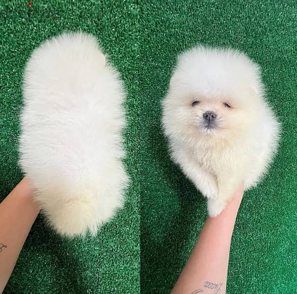 Tcup White PoMeranian 0