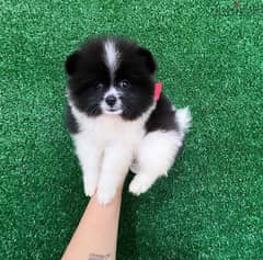 Mini Pomeranian . WHATSAPP +1 (484),718‑9164‬