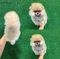 Brown POmeranian . WHATSAPP +1 (484),718‑9164‬