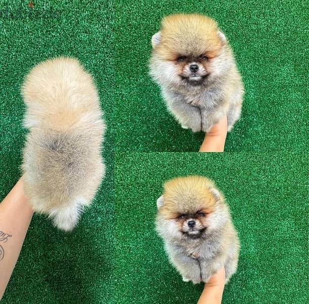 Brown POmeranian . WHATSAPP +1 (484),718‑9164‬ 0