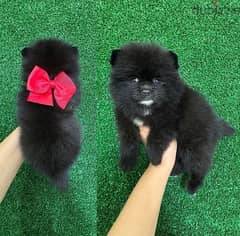 Black POmeranian