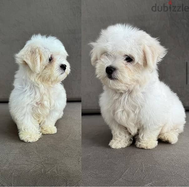 Maltese puppy 0