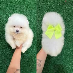 Purebred  PoMeranian. WHATSAPP +1 (484),718‑9164‬