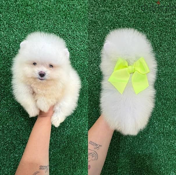 Purebred  PoMeranian. WhatsApp me +14847189164‬ 0