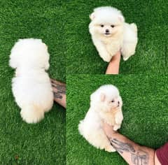 Female White Pom for sale . WHATSAPP +1 (484),718‑9164‬ 0