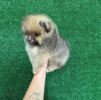 Brown Female Pom. . WhatsApp me +14847189164‬