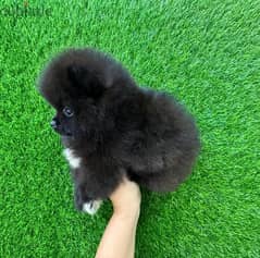 Black Pomeranian puppy . WHATSAPP +1 (484),718‑9164‬