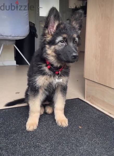 German Shepherd. . WhatsApp me ‪+19087684279‬ 1