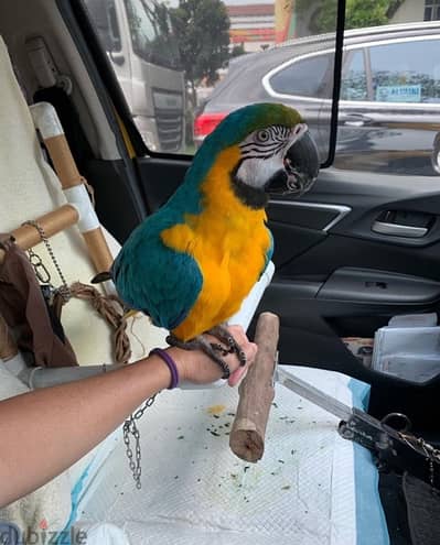 Female Macaw. . WhatsApp me +14847189164‬