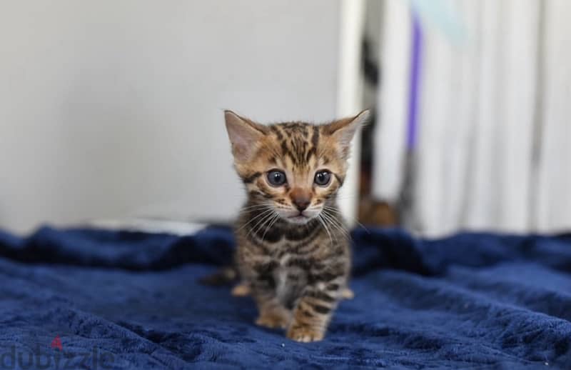 Male Bengal 0