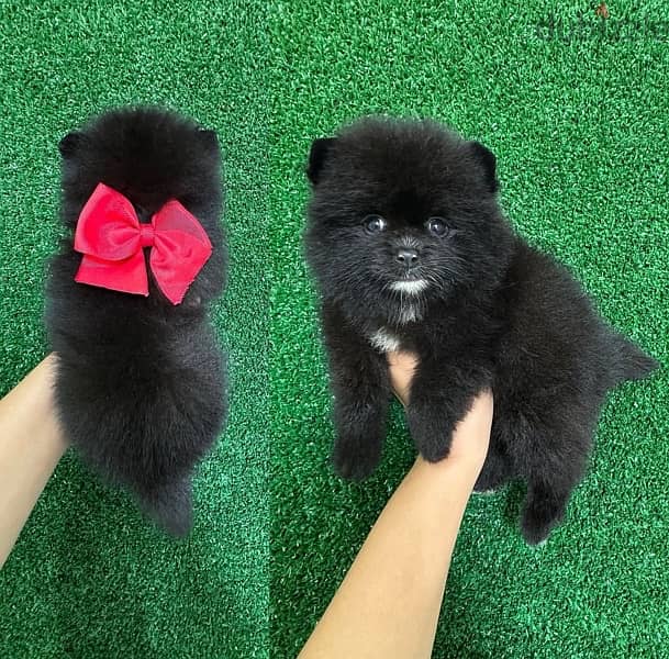 Balck Female PoMeranian 0