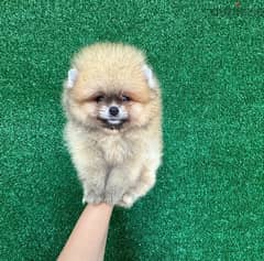 Cream male POmeranian . WHATSAPP +1 (484),718‑9164‬