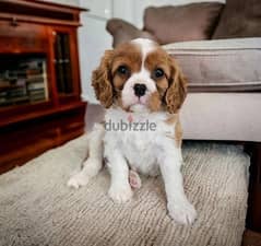 Whatsapp Me +966583921348 Cavalier King Spaniel Puppies 0