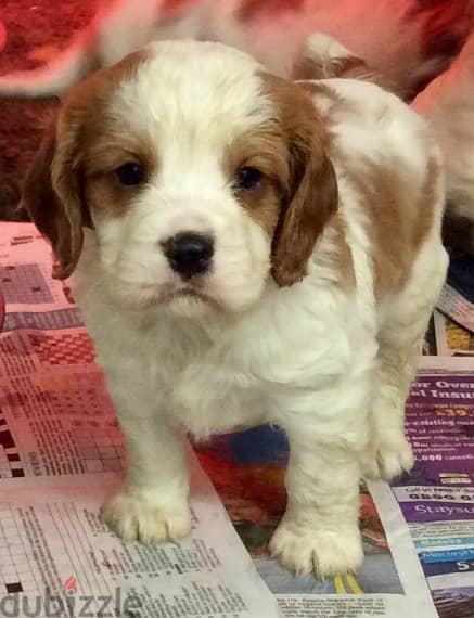 Whatsapp Me +966583921348 Cavalier King Spaniel Puppies 1