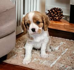 Whatsapp Me +966583921348 Cavalier King Charles Puppies