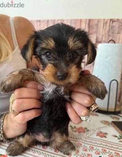 Whatsapp Me +972555074990 Yorkshire Terrier 0