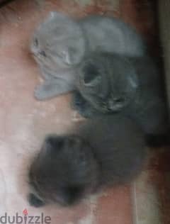 British Shorthair Kittens 0