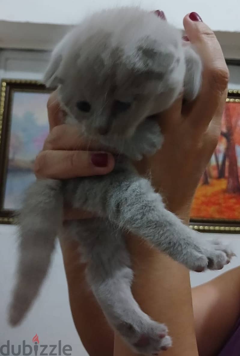 British Shorthair Kittens 1