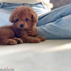 Lovely and playfull Poodle puppy 0