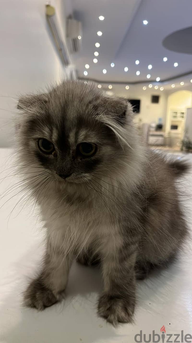 Cat. Three months old Scottish fold mix 0