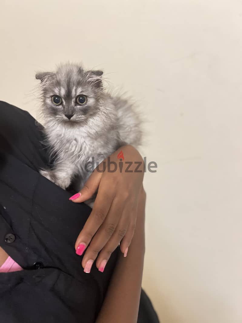 Cat. Three months old Scottish fold mix 2