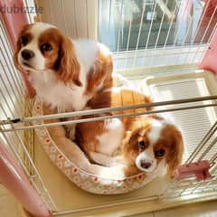 The Cavalier King Charles Spaniel 0